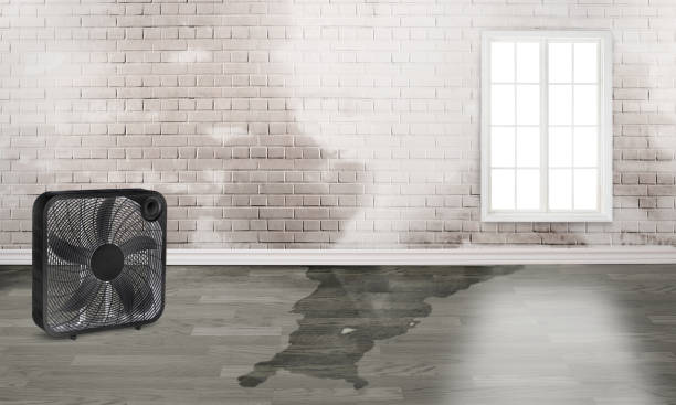 Best Flood damage cleanup  in Olivet, NJ